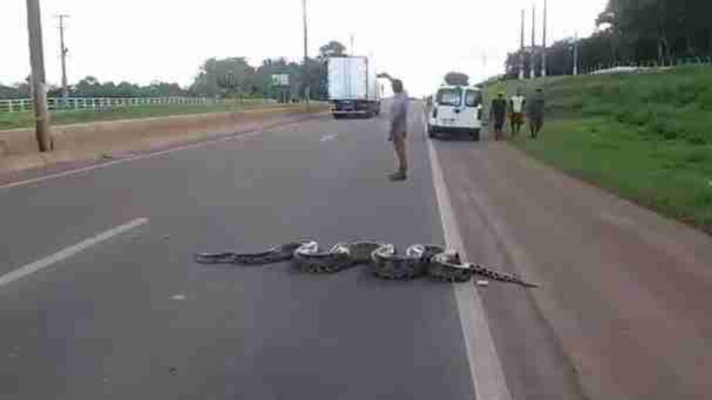 anaconda che attraversa la strada