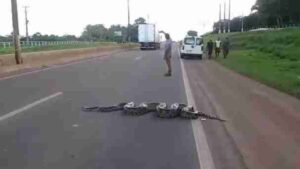 Fermano il traffico per fare attraversare la strada ad un’anaconda (VIDEO)