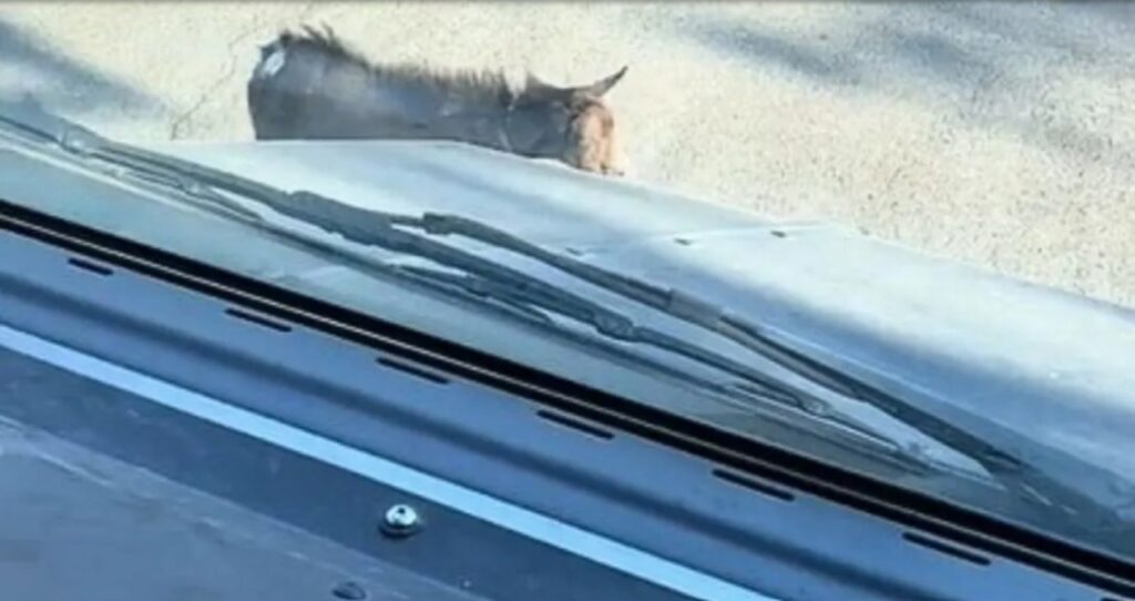 Autista nota uno strano cane per strada