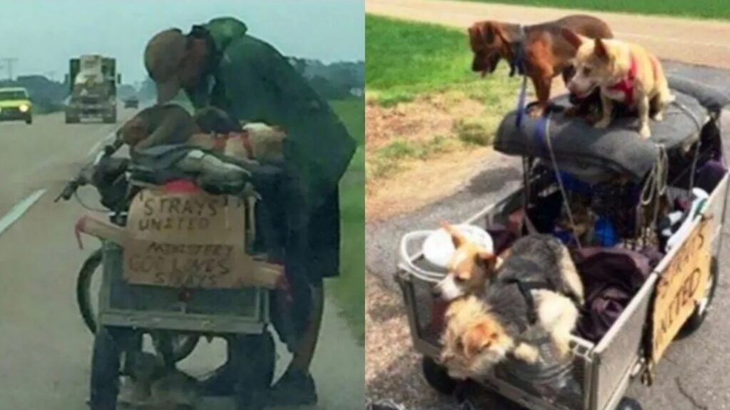 uomo con bicicletta e cani