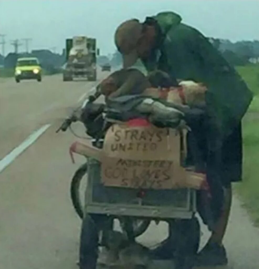 uomo con bicicletta e cani