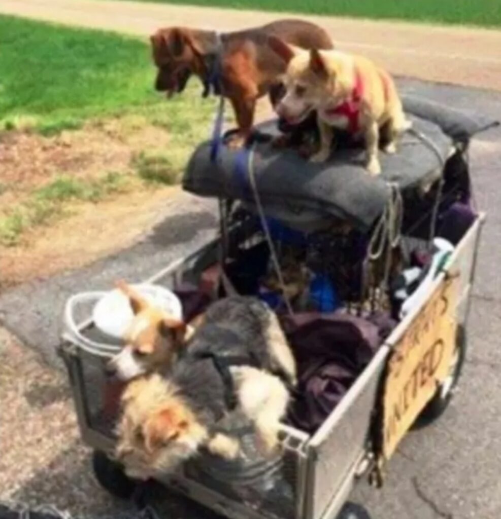 uomo con bicicletta e cani