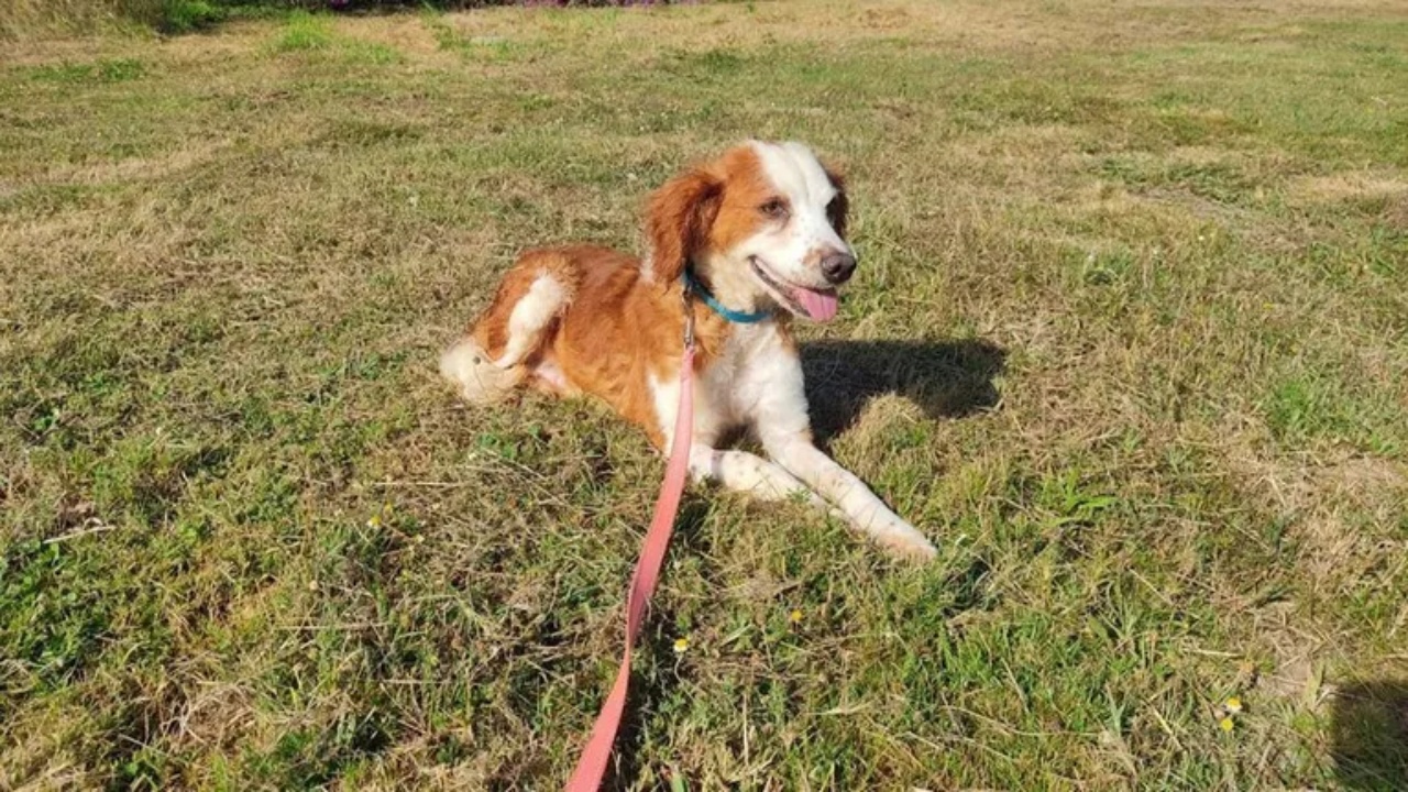 cagnolina salvata prato