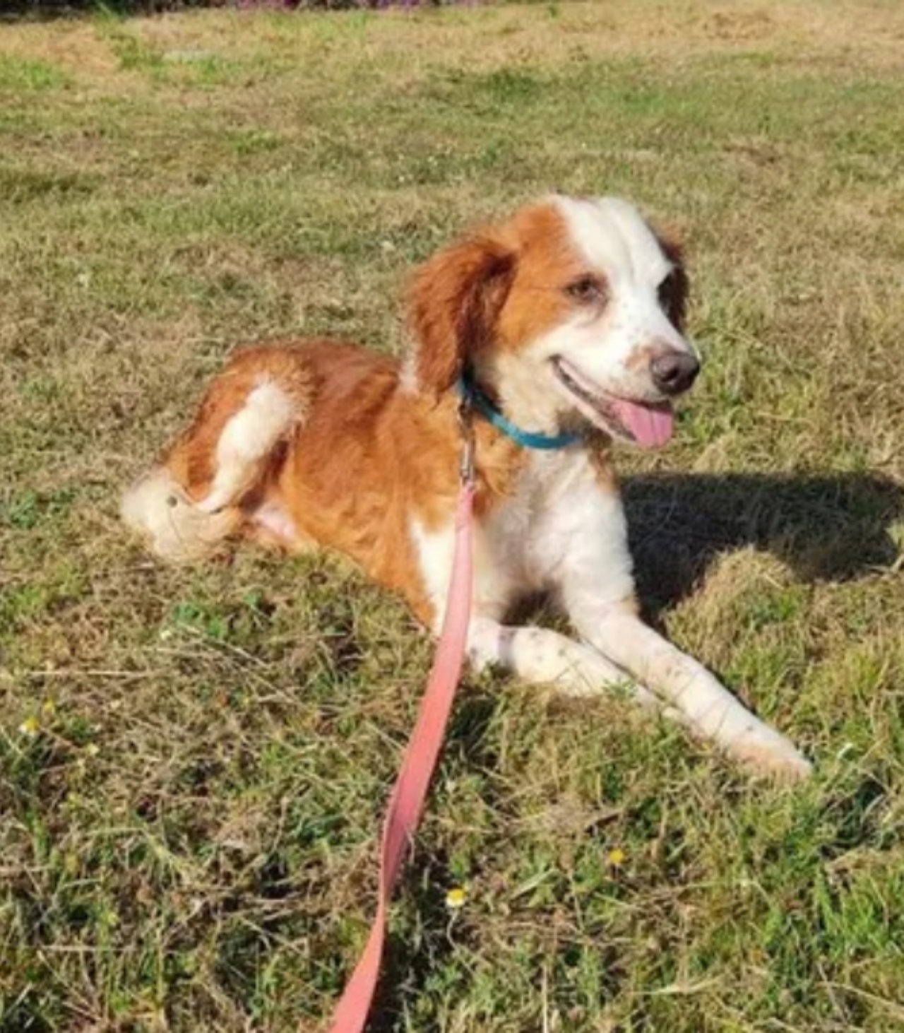 cagnolina salvata nuova vita