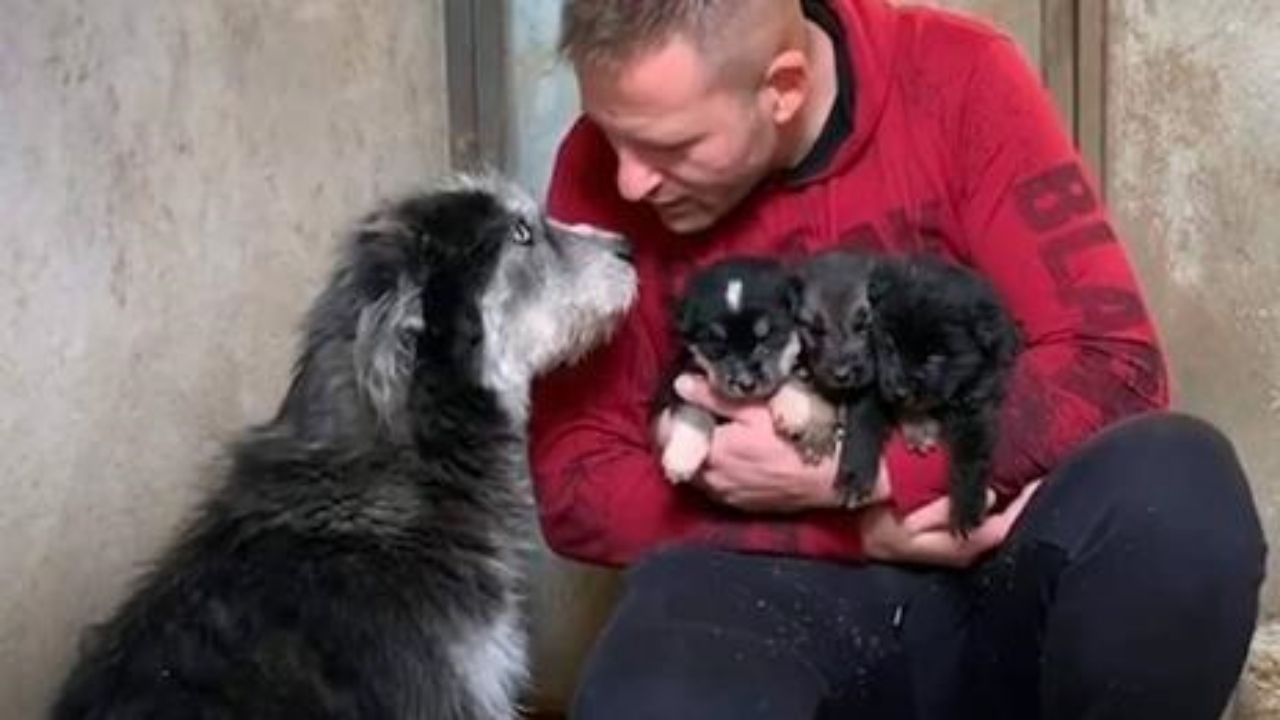 cagnolina e cuccioli