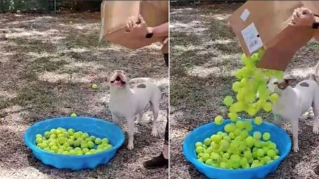 cagnolino con palline