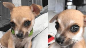 Piccolo Chihuahua con gli occhi più belli del mondo: andiamo a conoscerlo