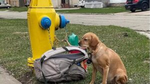 Cagnolino abbandonato con una lettera straziante trova un nuovo amore