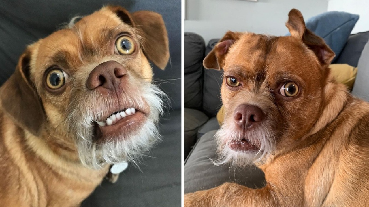 cagnolino abbandonato barba