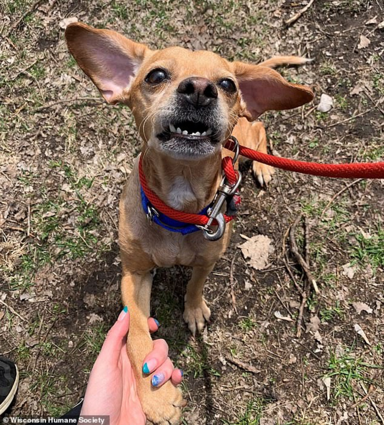 cagnolino abbandonato denti