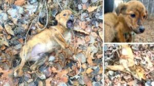 Cagnolino rimane catturato da una trappola per animali in mezzo al bosco: la sua situazione era critica