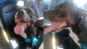 Cagnolino scappa da casa sua per prendere un autobus e andare in spiaggia