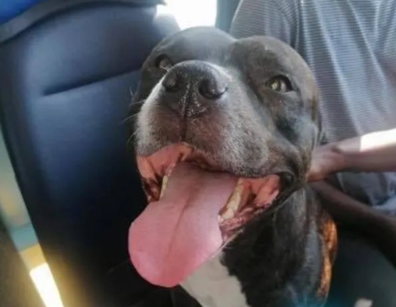 cagnolino scappa sorriso