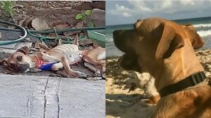 La cagnolina abbandonata non poteva camminare ma una donna le ha salvato la vita