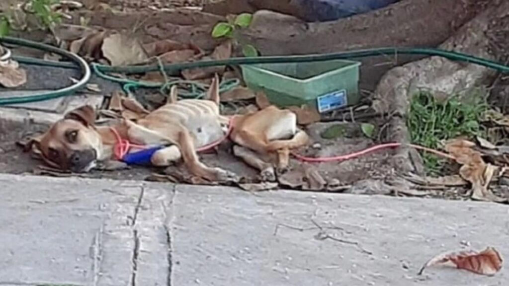 cane paralizzato abbandonato