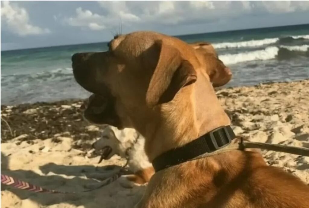 cane in spiaggia