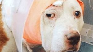 Questo cane è stato ferito da un ladro, ora cerca una famiglia che lo ami davvero