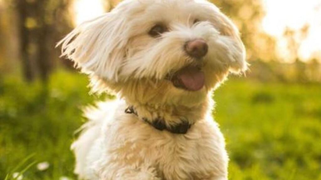 un cane maltese