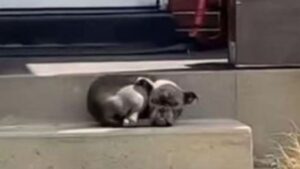 Questo cucciolo di cane aspetta sulle scale di un portico qualcuno che possa salvarlo