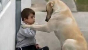 Un cane si avvicina a un bambino con sindrome di Down