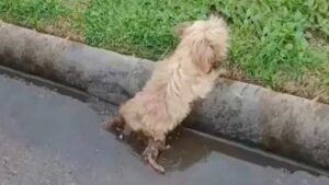 Il cane ha provato a salire sul marciapiede ma era troppo debole per farlo