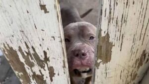 Questo dolcissimo Pitbull segue un uomo a casa sua per poi rimanerci per sempre