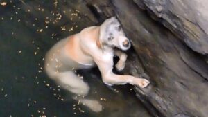 Cane affoga e chiede aiuto a gran voce per essere salvato dal buco in cui si trova