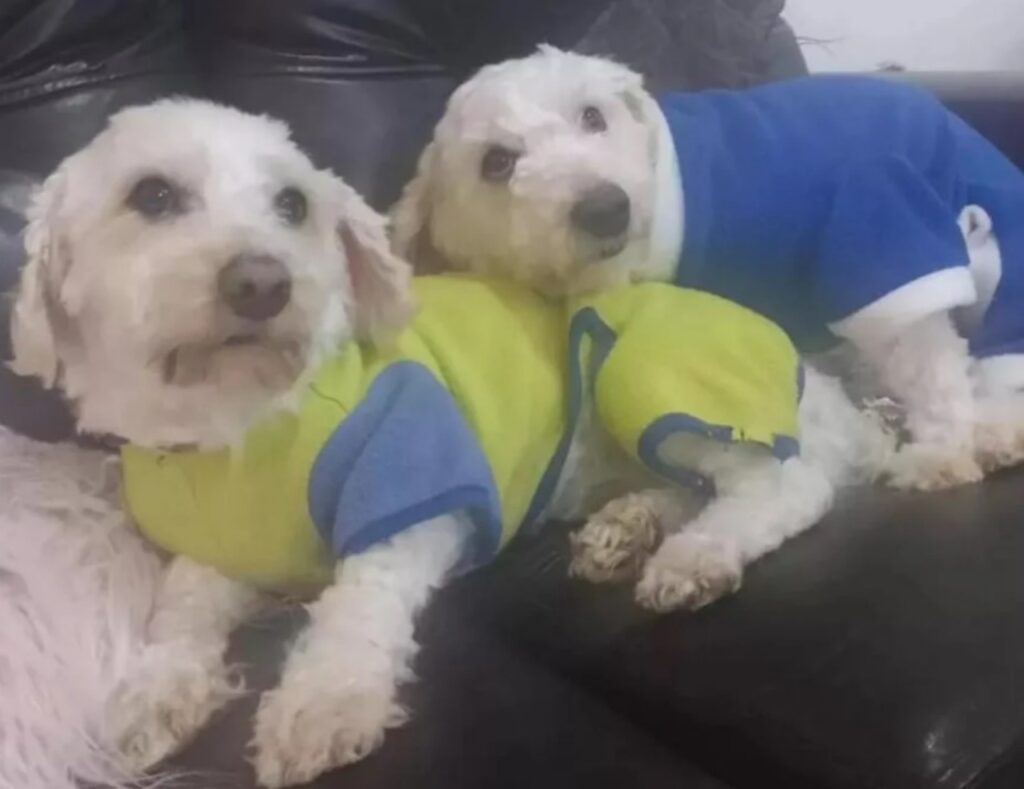 Cane cerca di salvare il suo amico