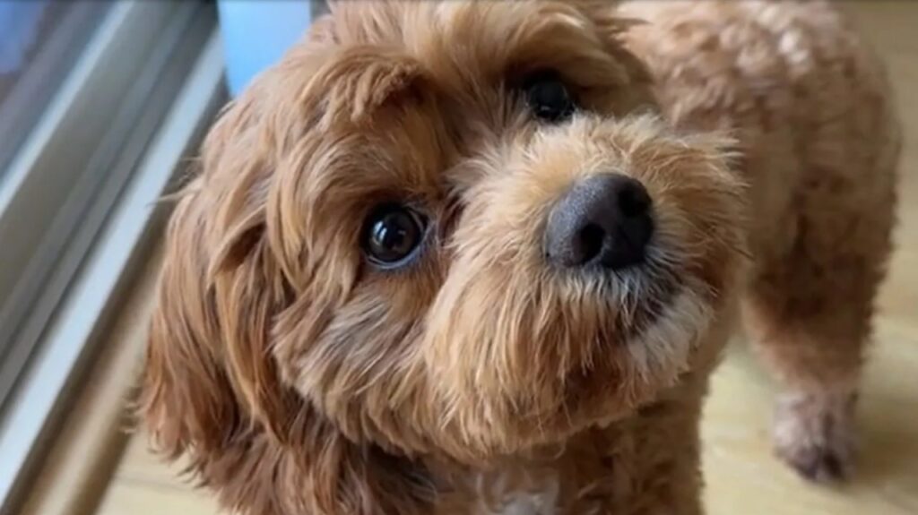 Cane va ad un appuntamento