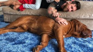 Il cane di Lionel Messi fa preoccupare i tifosi: ecco cosa è successo ad Hulk