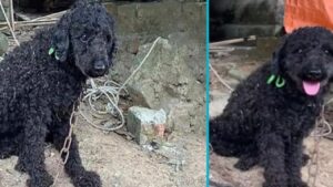 La rinascita di un cane, liberato dopo 10 anni di catene