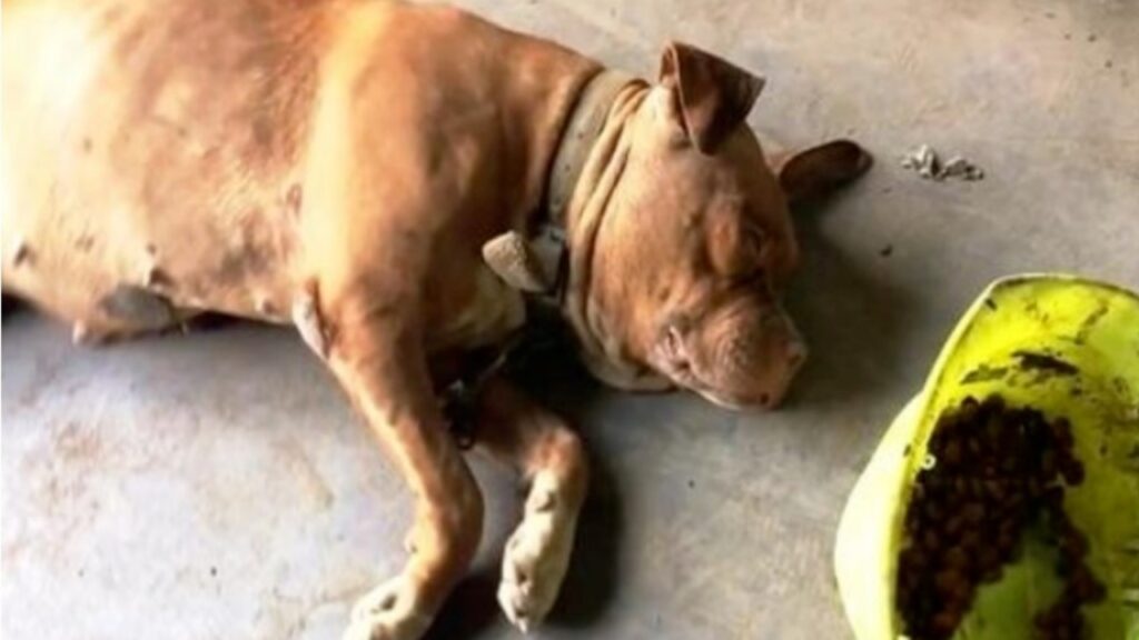 Cane rimane incatenato per otto anni