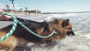 Cane incatenato per tutta la vita riesce finalmente a vedere il mare per la prima volta