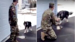 Cane lupo rivede il papà militare dopo due mesi: il VIDEO è toccante