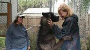 Cane lupo abbandonato in un rifugio trova una nuova famiglia che lo ama davvero