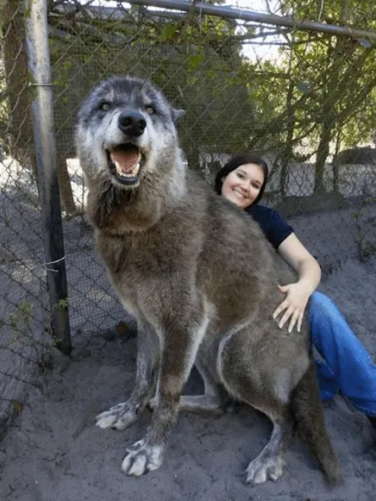 cane lupo abbandonato grande