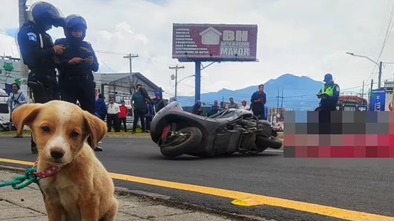 cane perde padrone incidente