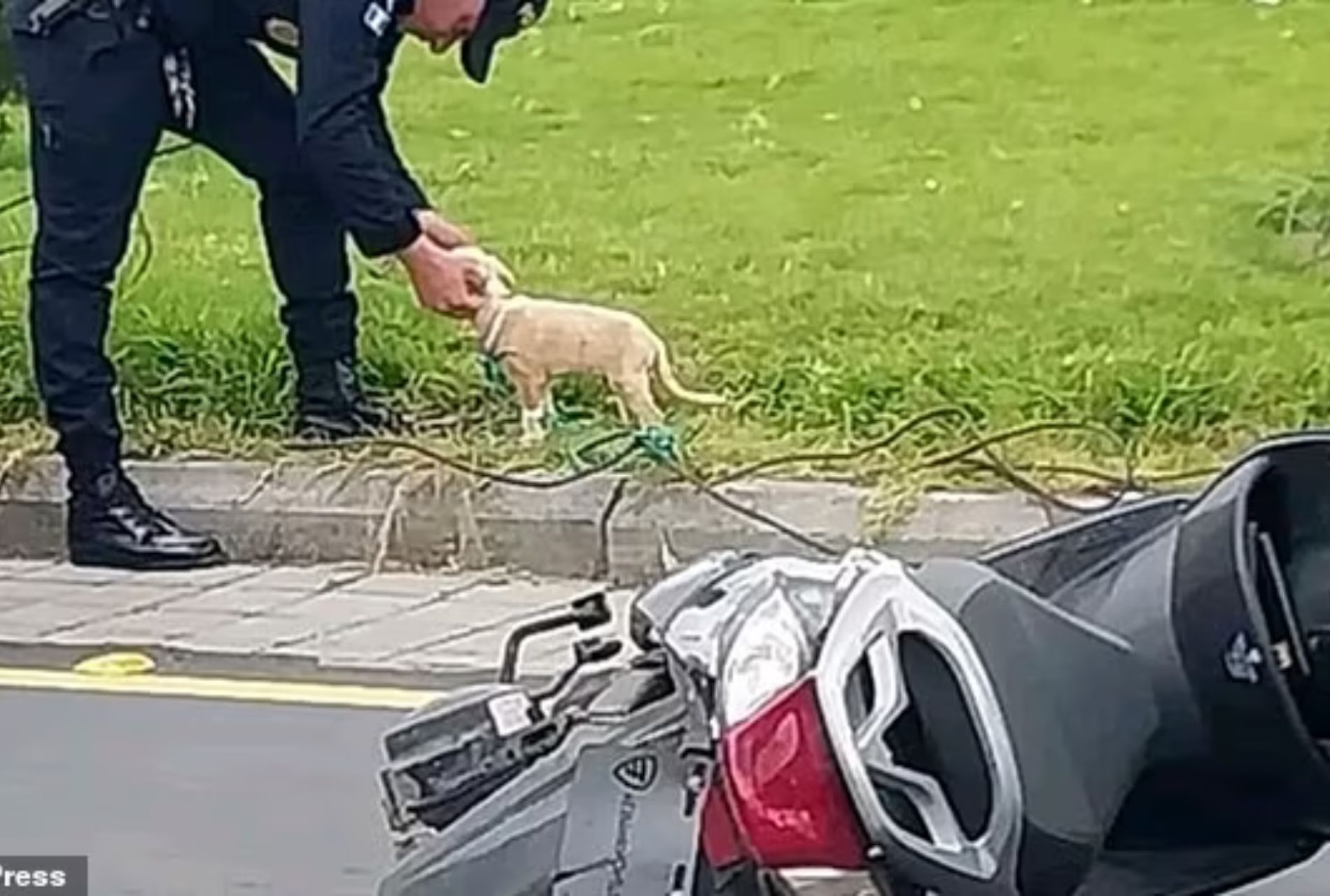 cane perde padrone incidente