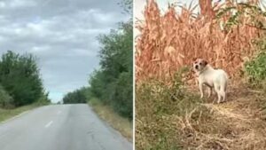 Una cagnolina randagia trovata durante un temporale guadagna finalmente il suo lieto fine