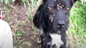 Cane scoperto pieno di zecche in un bosco viene salvato e curato