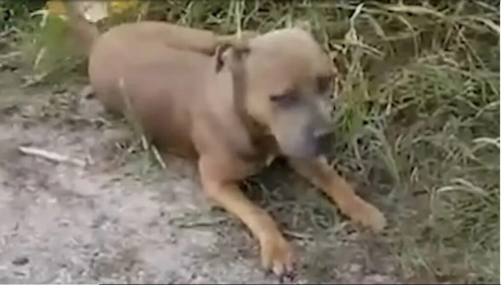 Cane chiede aiuto al suo soccorritore