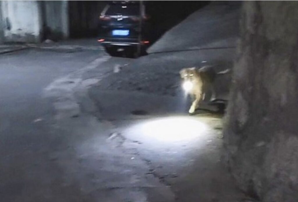 Cane attende per strada la sua padrona