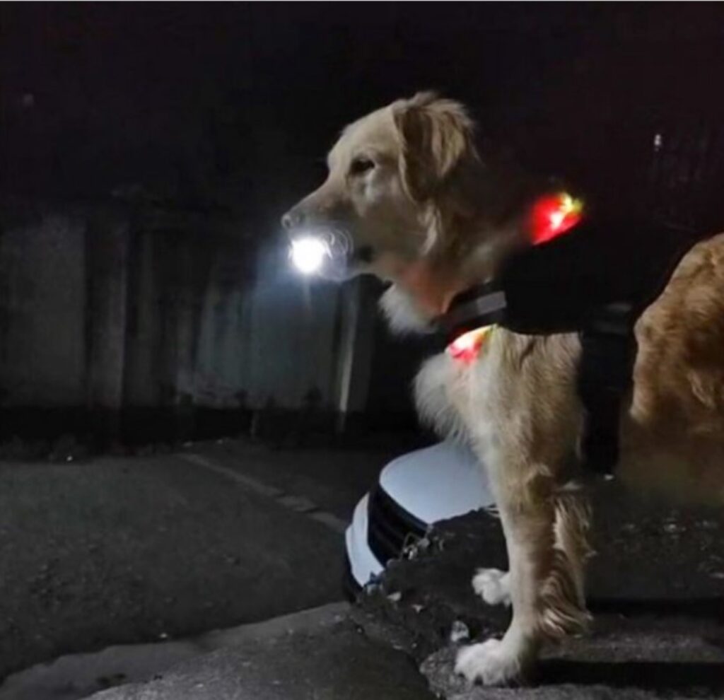 Cane attende per strada la sua padrona