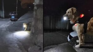 Cane illumina ogni sera la strada alla sua padrona