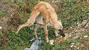 Cane abbandonato terrorizzato dalle persone