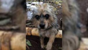 Halo, il cucciolo che ha passato una vita legato e che ha trovato una nuova gioia (VIDEO)