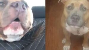 Questo Pitbull dolcissimo finalmente è stato salvato e ulula dalla felicità, conosciamolo insieme