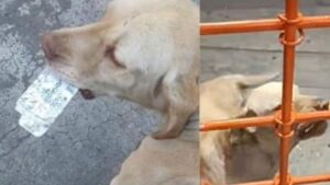 Questo cane paga un uomo affinché gli possa dare delle crocchette