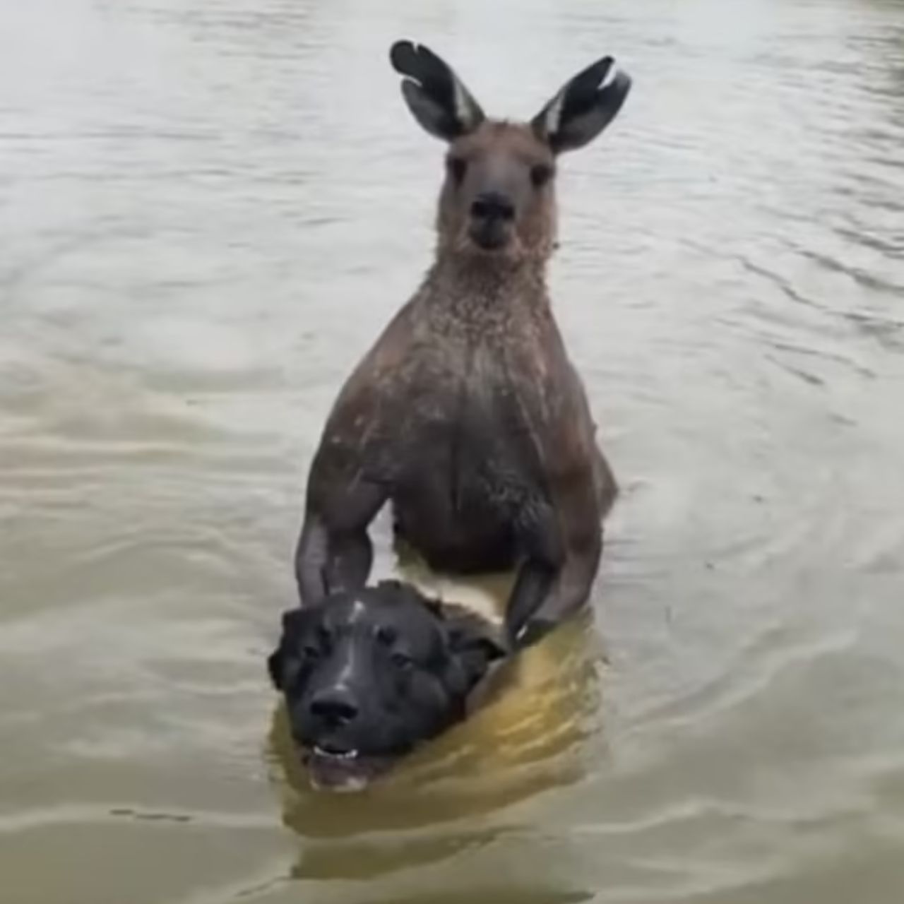 canguro con cane