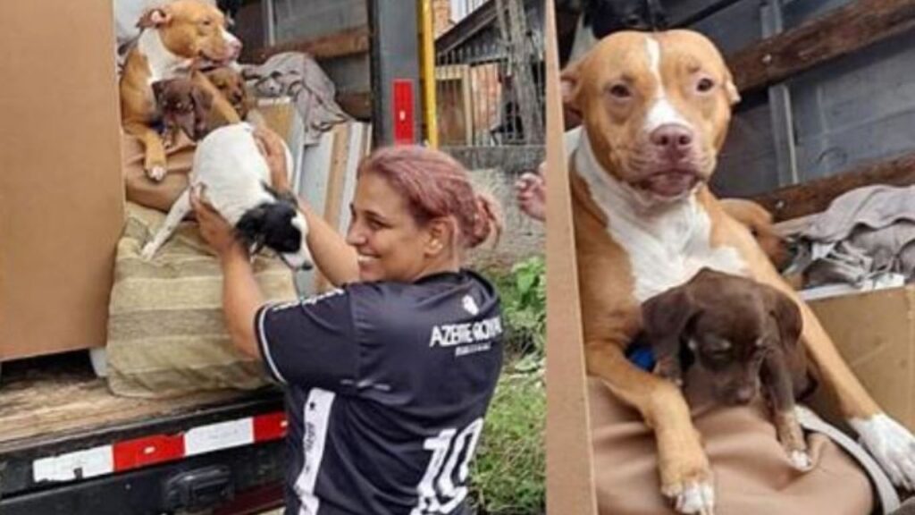 dei cani in un camion